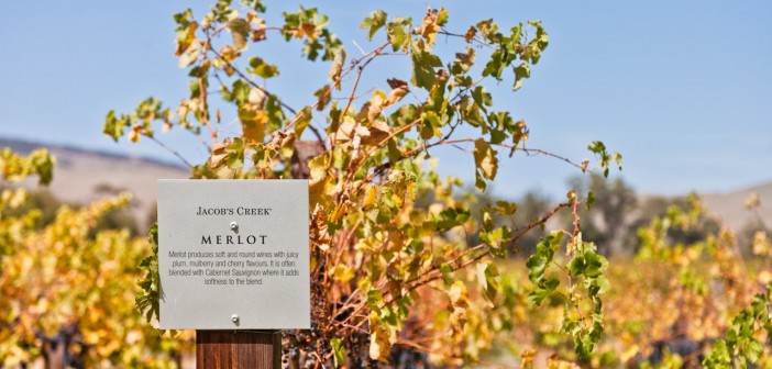 Merlot Jacobs Creek