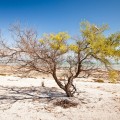 Arbre, Hamelin Pool