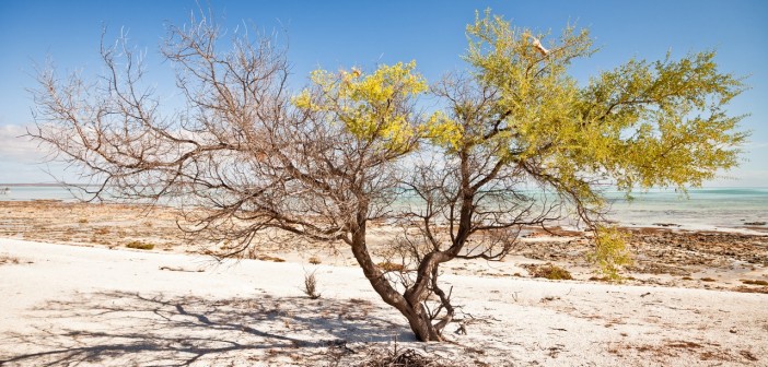 Arbre, Hamelin Pool