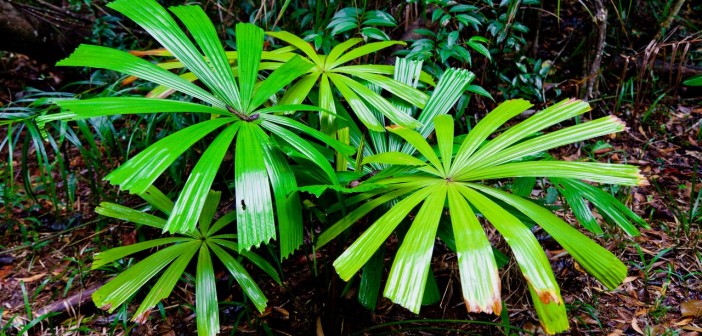 Fougères, Daintree National Park
