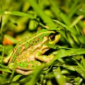 Petite grenouille, Middleton Beach, Albany