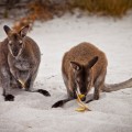 Kangourous Freycinet National Park, Tasmanie