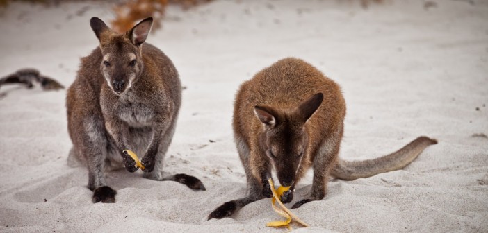Kangourous Freycinet National Park, Tasmanie