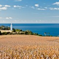Champs de Tulipe, Table Cape