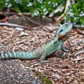 Dragon d'eau australien