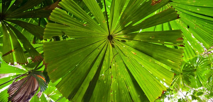 Fougère Parasol Daintree National Park