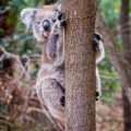 Koala, Tower Hill Reserve
