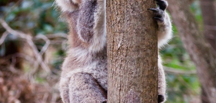 Koala, Tower Hill Reserve