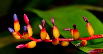 Bourgeons fleur jardin botanique Cairns