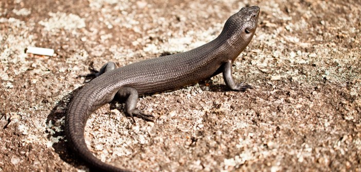 Lézard d'Albany, Western Australia