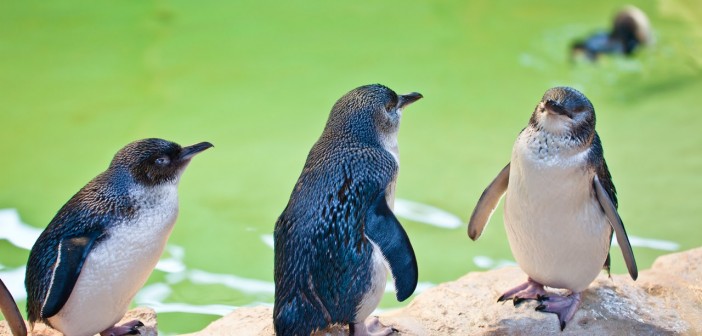Pengouins Rockhampton