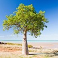 Town Beach, Broome