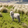 Mouton de Nouvelle-Zélande, Otago