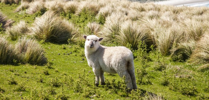 Mouton de Nouvelle-Zélande, Otago